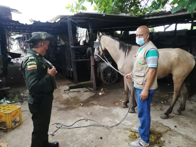 Comunicado a la opinión pública sobre situación de caballo cochero desplomado en el Centro de Cartagena 