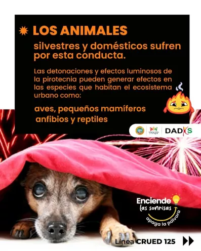 La pólvora y la pirotecnia pueden aumentar el ritmo cardíaco y la frecuencia respiratoria de los animales