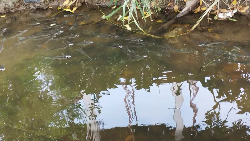 La comunidad ve el resurgir de especies de peces en algunas zonas del canal