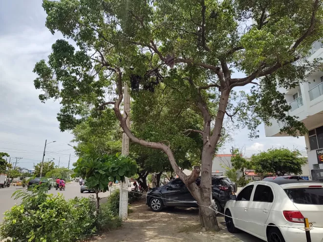 El árbol es conocido como el árbol de la muerte