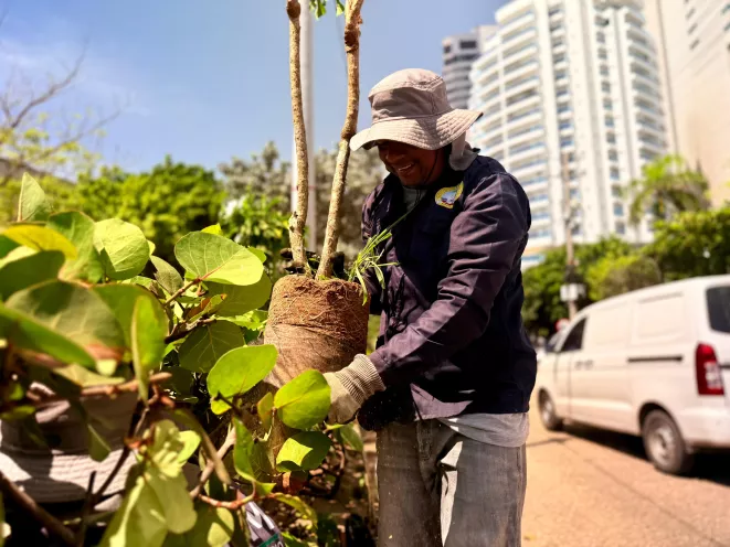 110 árboles Bocagrand