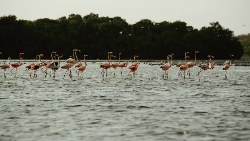 Flamencos