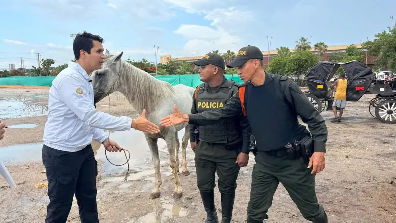 Caballo jubilado