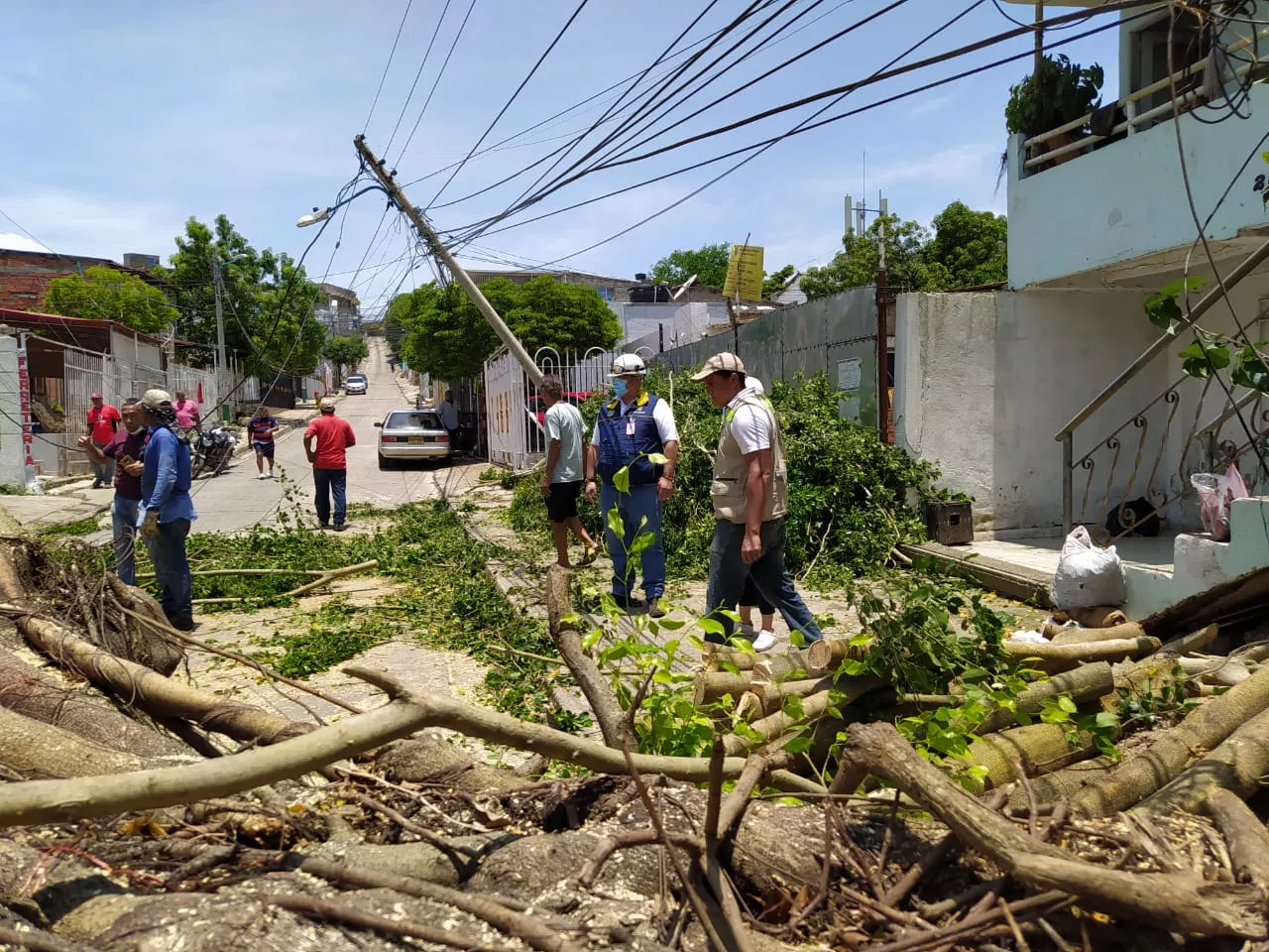 Tala de árboles en zonas urbanas