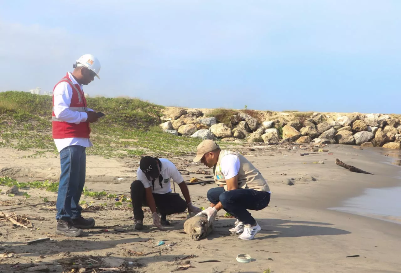 EPA lideró el operativo e hizo llamado a la conservación de las especies marinas