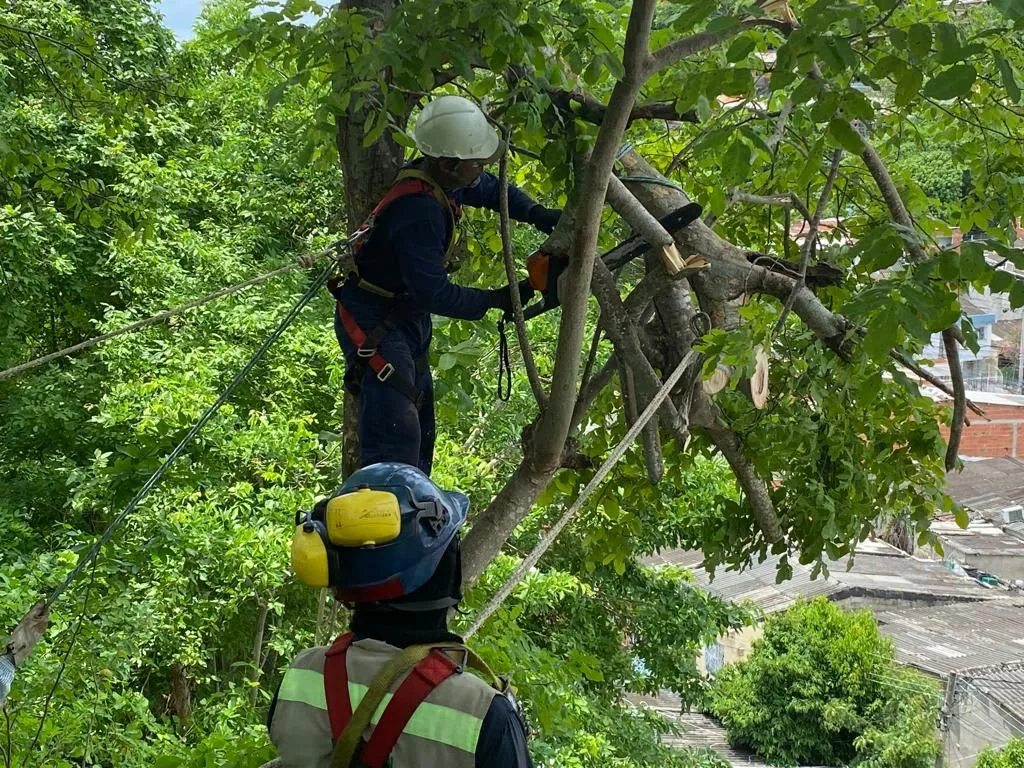 Corte de árbol caído