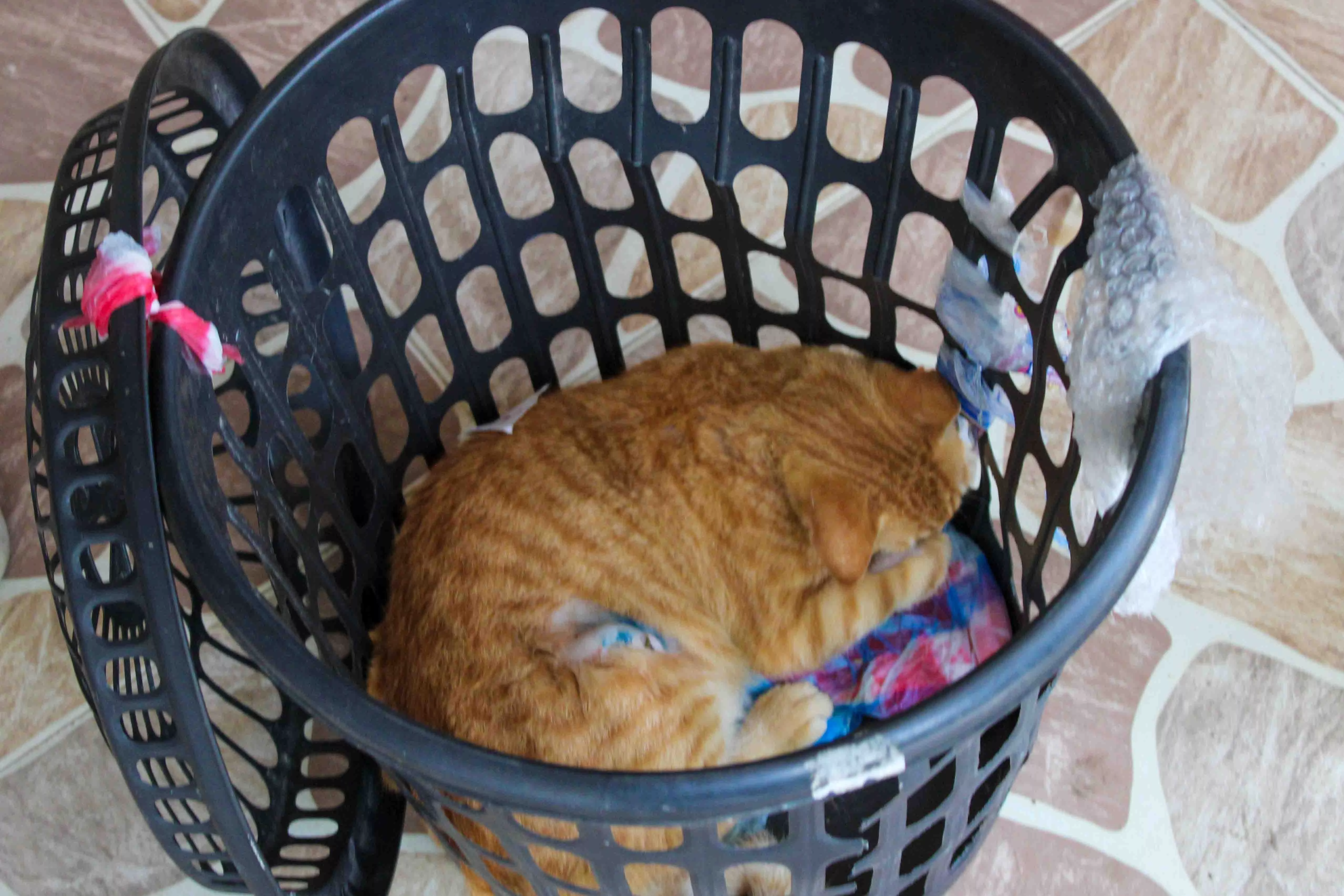 Plan de Desarrollo Local